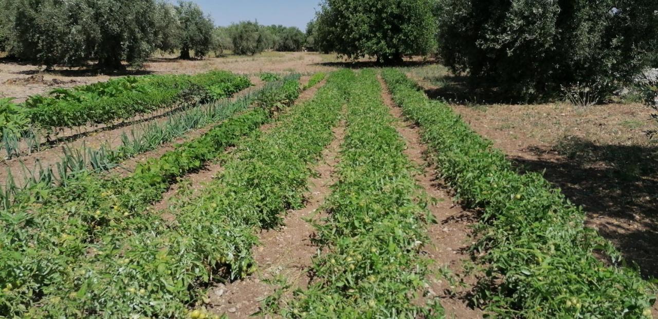 Agriturismo Baglio Calanchi 莫迪卡 外观 照片